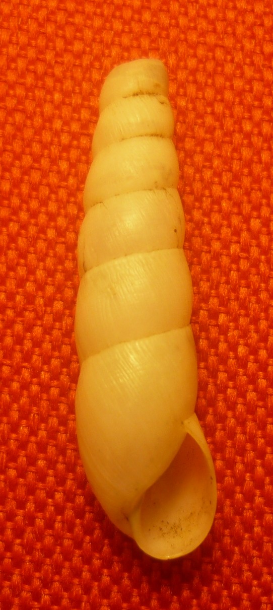 Rumina decollata